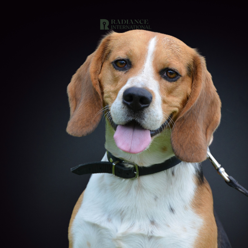 Radiance International