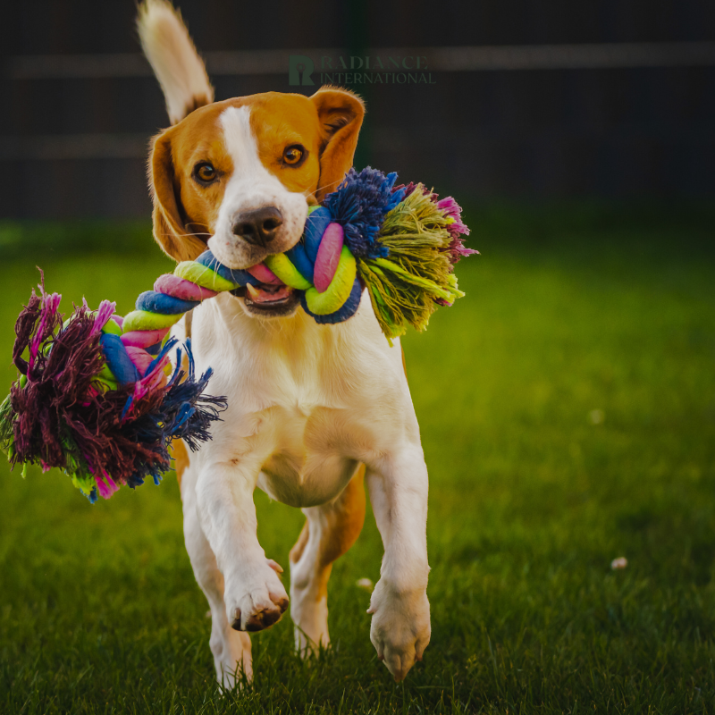 Radiance International Pet Products